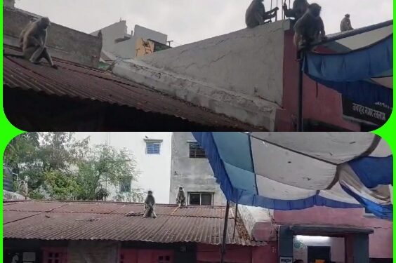बंदरों ने प्रभावित किया मतदान: इस पोलिंग बूथ पर बंदरों का डेरा, देखे VIDEO