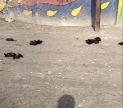 रतलाम भीषण गर्मी का असर, पेड़ों से नीचे गिर रहे पक्षी, हो रही है मौत, पारा 45 डिग्री तक पहुंचा, देखें वायरल हो रहा ये