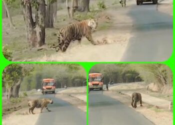 बीच रोड़ पर बाघ को देख राहगीरों की अटकी सांसें, थम गई राह, देखें होश उड़ा देने वाला Video