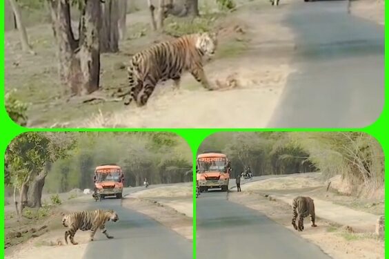 बीच रोड़ पर बाघ को देख राहगीरों की अटकी सांसें, थम गई राह, देखें होश उड़ा देने वाला Video
