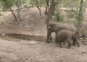 बांधवगढ़ टाइगर रिजर्व की हथिनी अनारकली ने नर बच्चे को आमानाला कैंप में जन्म दिया