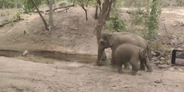 बांधवगढ़ टाइगर रिजर्व की हथिनी अनारकली ने नर बच्चे को आमानाला कैंप में जन्म दिया