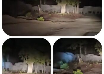 उमरिया बांधवगढ़ टाइगर रिजर्व के ताला पनपथा मार्ग में जंगली हाथियों का झुंड सड़क पार करते हुए दिखाई दिया,बीटीआर की टीम निगरानी में जुटी VIDEO