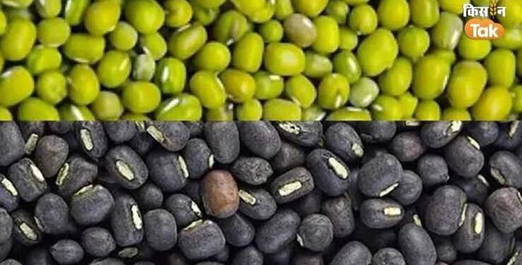 मूंग एवं उड़द फसलों के उपार्जन के लिये पंजीयन प्रारंभ किसान 5 जून तक करा सकेंगे पंजीयन