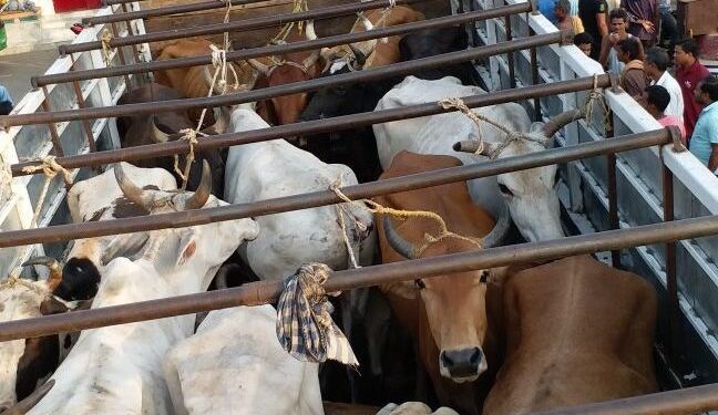 कलेक्टर ने बिना अनुज्ञापत्र के गौवंश के क्रूरतापूर्वक परिवहनकर्ता ट्रक को राजसात करने दिये निर्देश