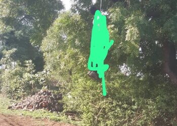 छिरपुरा में पेड़ पर लटकी मिली लाश