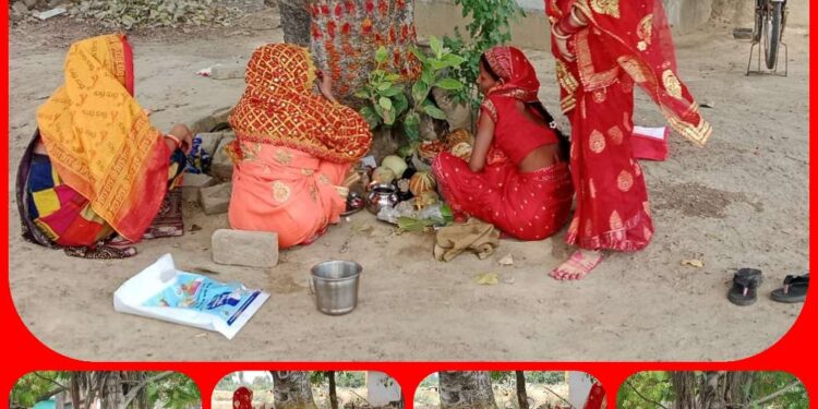 आज जेठ की बरगदिया अमावस्या पर सुहागिनों ने बट वृक्ष की पूजा कर पति की दीर्घायु की कामना