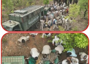 रायसेन आदमखोर टाइगर को पकड़ने के ऑपरेशन के फुटेज आए सामने, देखें VIDEO