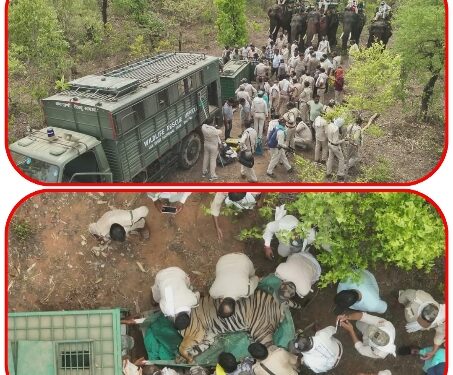 रायसेन आदमखोर टाइगर को पकड़ने के ऑपरेशन के फुटेज आए सामने, देखें VIDEO