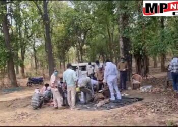 बांधवगढ़ टाइगर रिजर्व में फिर बाघ की मौत, पनपथा बफर जोन में मिला शव, आपसी संघर्ष में गई जान, देखें VIDEO