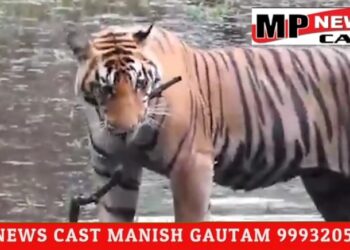 देखिए VIDEO कान्हा टाइगर रिजर्व में बाघ द्वारा नदी की सफाई करने का वीडियो वायरल, टाइगर नदी से एक लकड़ी को बाहर निकलते हुए आ रहा नजर