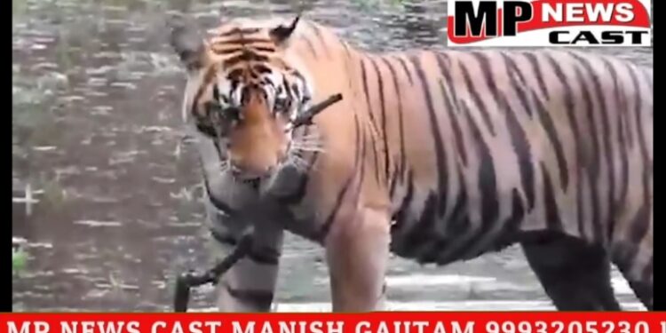 देखिए VIDEO कान्हा टाइगर रिजर्व में बाघ द्वारा नदी की सफाई करने का वीडियो वायरल, टाइगर नदी से एक लकड़ी को बाहर निकलते हुए आ रहा नजर