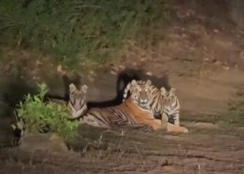 Meet the Tiger family in Umaria district, lots of entertainment  VIDEO