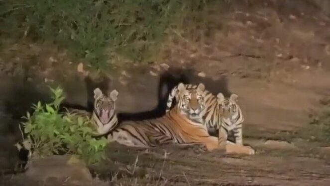 Meet the Tiger family in Umaria district, lots of entertainment  VIDEO