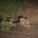 Meet the Tiger family in Umaria district, lots of entertainment VIDEO