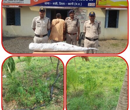 चोरी छिपे गांजे की खेती करने वाले आरोपी को गिरफ्तार कर ndps act के तहत बरही पुलिस द्वारा की गई सख्त कार्यवाही।