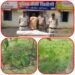 चोरी छिपे गांजे की खेती करने वाले आरोपी को गिरफ्तार कर ndps act के तहत बरही पुलिस द्वारा की गई सख्त कार्यवाही।