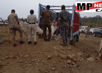मंडला  ग्राम भैंसवाही में पुलिस का छापा, बड़ी मात्रा में मांस एवं हड्डियां बरामद, मौके पर पहुंचे SP, बड़ी संख्या में गोवंश भी मिला, देखें VIDEO