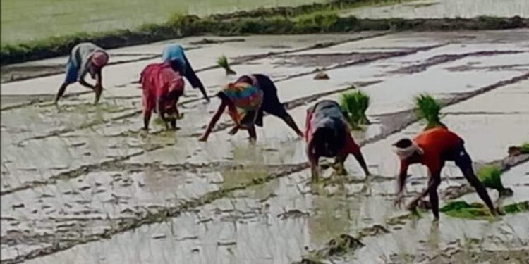 अधिकतम उत्पादन प्राप्त करने धान की रोपाई में बरतें जरूरी सावधानी. कृषि विभाग ने दी किसानों को सलाह.