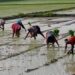 अधिकतम उत्पादन प्राप्त करने धान की रोपाई में बरतें जरूरी सावधानी. कृषि विभाग ने दी किसानों को सलाह.