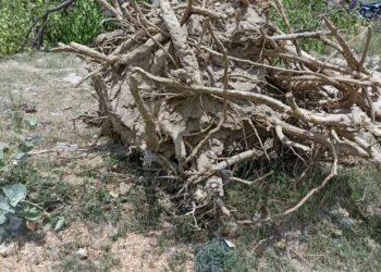 यूपी में नहीं थम रहा भू-माफियाओं का आतंक, दबंगों ने खेत में लगे वेल के हरे पेड़ को जेसीबी से उखाड़ा, जगह पर जबरन किया कब्जा
