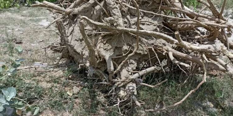 यूपी में नहीं थम रहा भू-माफियाओं का आतंक, दबंगों ने खेत में लगे वेल के हरे पेड़ को जेसीबी से उखाड़ा, जगह पर जबरन किया कब्जा