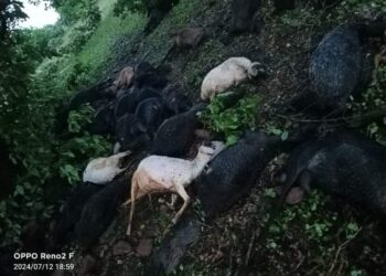 *बिजली गिरने से 50 बकरियों की एक साथ मौत*
