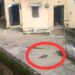 खाली पड़े प्लाट से निकल रहे जहरीले जानवर, स्थानी रहवासियों मे दहशत का महोल, नगर निगम प्लाट मालिको पर नही कर रही कार्यवाही ।