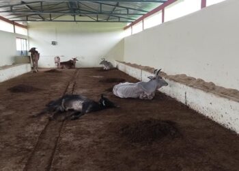 गौशाला में घर अनियमितता मर रहे हैं गोवंश