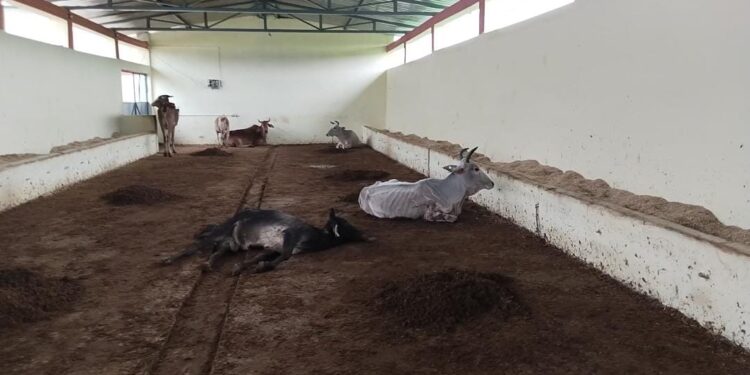 गौशाला में घर अनियमितता मर रहे हैं गोवंश