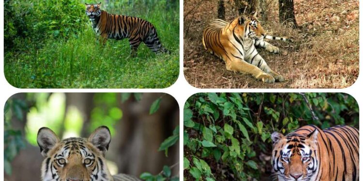 अंतर्राष्ट्रीय बाघ दिवस 29 जुलाई पर विशेष,   टाइगर रिजर्व के बफर जोन में बढ़ेंगी रोमांचक गतिविधियां,अनुभव आधारित पर्यटन पर रहेगा जोर