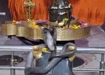 भोलेनाथ के शिवलिंग पर बैठा सांप, नजारा देख मंदिर के पुजारी और श्रद्धालु हुए हैरान, VIDEO वायरल
