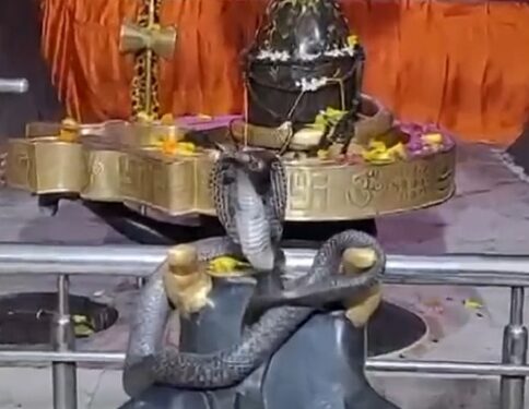 भोलेनाथ के शिवलिंग पर बैठा सांप, नजारा देख मंदिर के पुजारी और श्रद्धालु हुए हैरान, VIDEO वायरल