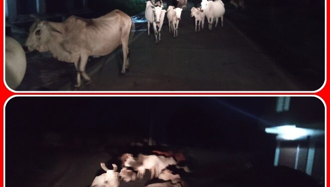 आसुरक्षित मवेशिया  नगर निगम विभाग द्वारा मवेशिया की सुरक्षा की और नही दे रहे ध्यान