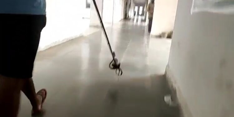 पन्ना कलेक्टर चेम्बर के बाहर दिखा जहरीला सांप कार्यालय में मचा हड़कंप देखे VIDEO