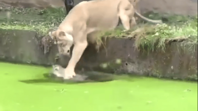 पानी में गिरे शावक को शेरनी द्वारा बचाने का VIDEO हुआ वायरल, देखें  मां ने कैसे निकाला अपने शावक को बाहर