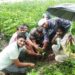 *हरियाली अमावस्या मित्र मिलन ग्रुप के द्वारा 51 पौधे लगाए गए*
