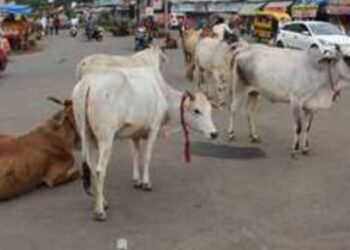 अधिकारी/कर्मचारियों ऑफिस में बैठकर कागजों में अपडेट की जाती गौशालाओं की जानकारी..!  नगर की सड़कों पर पशुओं का लग रहा जमावड़ा…।