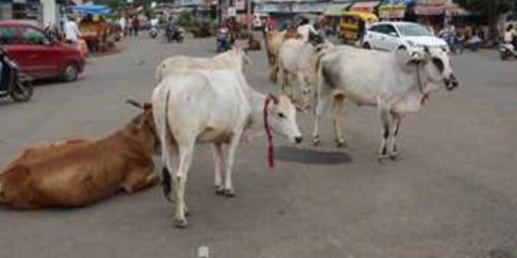 अधिकारी/कर्मचारियों ऑफिस में बैठकर कागजों में अपडेट की जाती गौशालाओं की जानकारी..! नगर की सड़कों पर पशुओं का लग रहा जमावड़ा…।