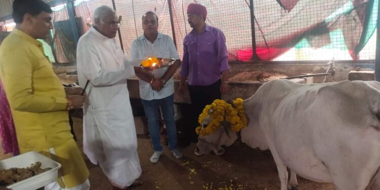 गौरक्षा दिवस के उपलक्ष्य में श्रीजी गौशाला पहुंचकर विधायक डॉ शर्मा ने गोवंशों की पूजा कर खिलाया गुड़