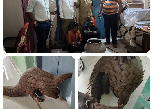 कटनी मध्य प्रदेश राज्य वन विकास निगम के कुंडम परियोजना मंडल के रामपुर परिक्षेत्र के कक्ष क्रमांक 463 से पैंगोलिन के साथ दो तस्करों को वन विकास निगम की टीम ने गिरफ्तार किया है।