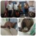 कटनी मध्य प्रदेश राज्य वन विकास निगम के कुंडम परियोजना मंडल के रामपुर परिक्षेत्र के कक्ष क्रमांक 463 से पैंगोलिन के साथ दो तस्करों को वन विकास निगम की टीम ने गिरफ्तार किया है।
