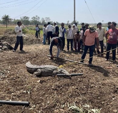 मगरमच्छ को सुरक्षित पकड़ कर नदी में छोड़ा गया