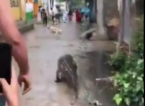 घंटो तक गलियों में टहलता रहा ‘मगरमच्छ’.. कुत्तो ने भी खूब किया परेशान.. लात मारता दिखा शख्स देखे  VIDEO