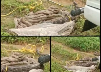 15 फीट का अजगर मिलने से फैली सनसनी