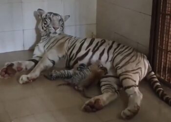 नवजात शावकों का स्वागत VIDEO