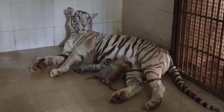 नवजात शावकों का स्वागत VIDEO