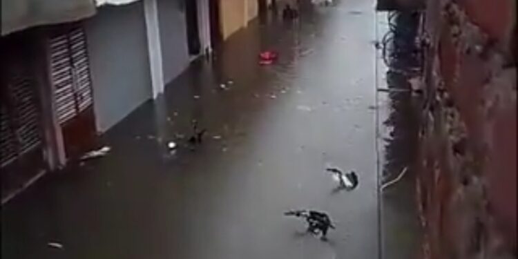 भोपाल  लगातार बारिश के बाद कई इलाकों में जलभराव, पुराने शहर के निचले इलाकों में तीन से 5 फीट तक भरा पानी, घरों के बाहर खड़ी गाड़ियां डूबीं VIDEO