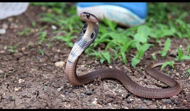 नागपंचमी त्यौहार में सर्पो के विरूद्ध अत्याचार रोकने वन विभाग द्वारा उड़न दस्ता दल गठित देखे हेल्पलाइन नम्बर