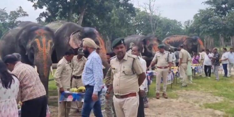 बांधवगढ़ टाइगर रिजर्व में हाथियों की पिकनिक शुरू,स्वादिष्ट भोजन स्वास्थ्य परीक्षण आराम के साथ बीतेंगे सात दिन,बीटीआर में 9 नर,4 मादा,3 बच्चे हाथी VIDEO